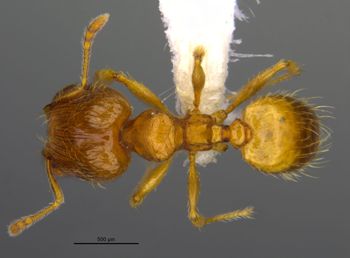 Media type: image;   Entomology 36176 Aspect: habitus dorsal view